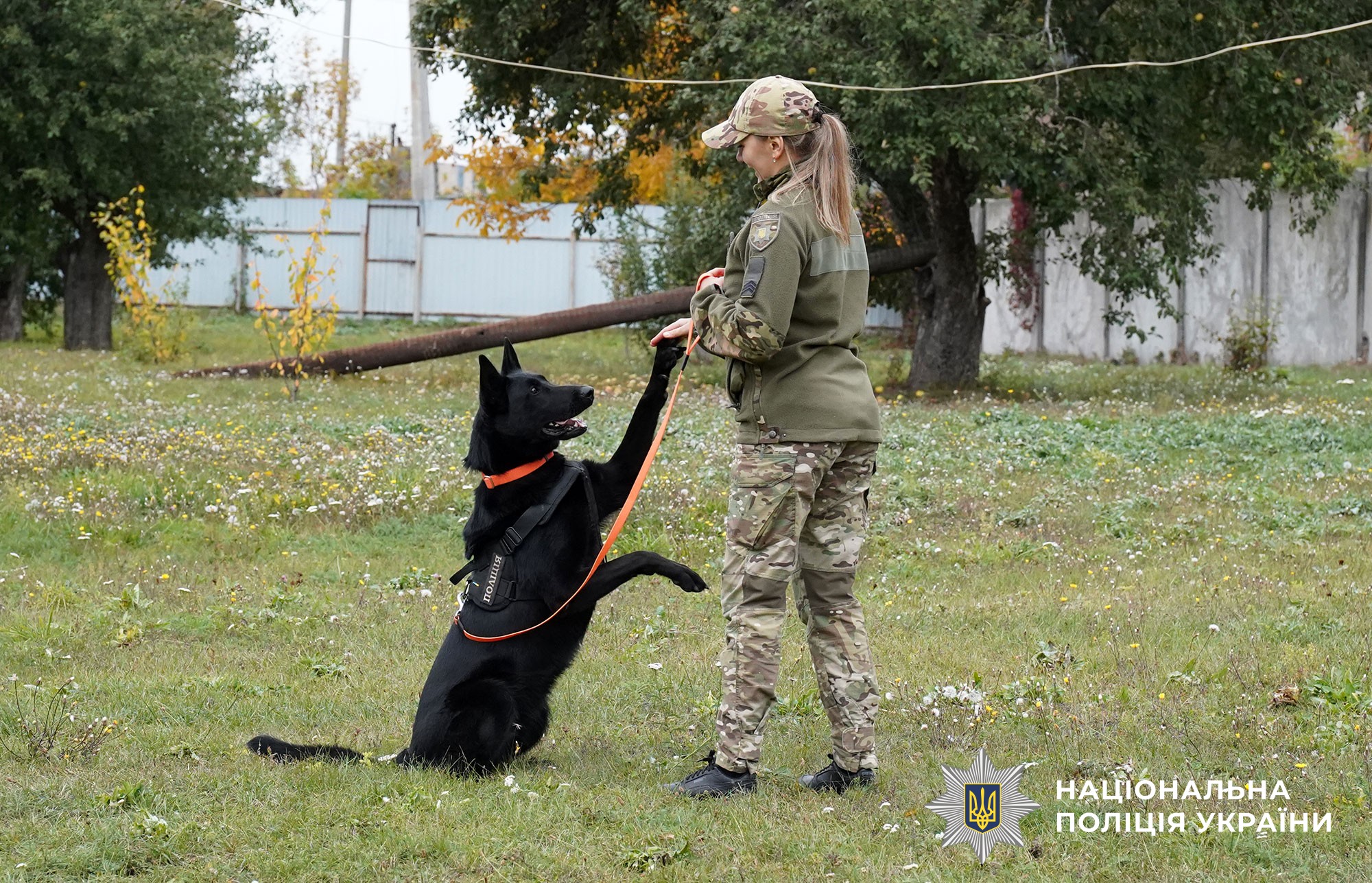 Четвероногие стражи порядка: как служебные собаки помогают полиции Полтавщины
